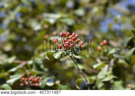 Korean Spice Viburnum Red Berries - Latin Name - Viburnum Carlesii