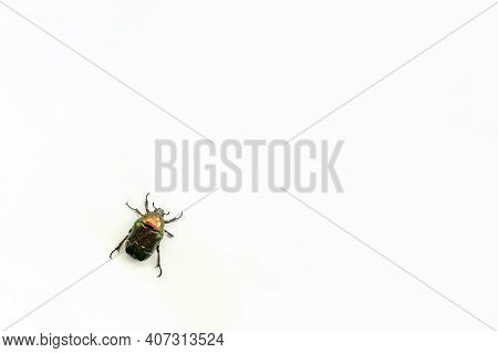 A Green Maybug Crawls Across A White Sheet Of Paper. The Concept Of A Virus In Software.