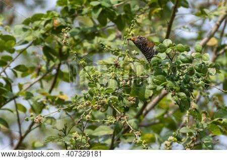 Female Asian Emerald Cuckoo Perching On Tree Branch With Prey, Thailand