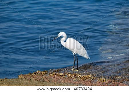 Heron kävely pitkin rantaa