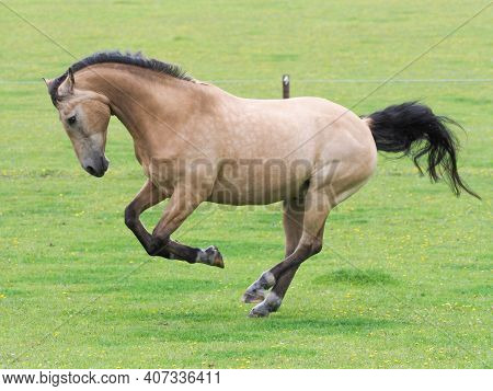 A Pretty Dun Horse Plays At Liberty In A Paddock.