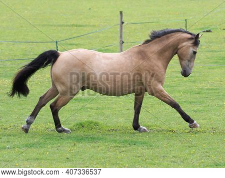 A Pretty Dun Horse Plays At Liberty In A Paddock.