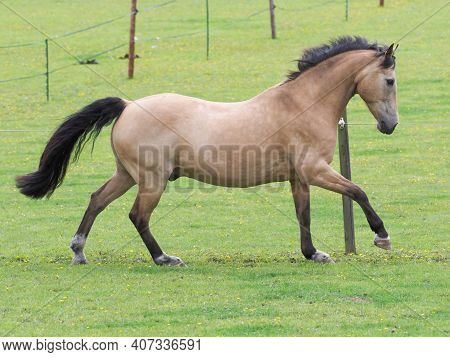 A Pretty Dun Horse Plays At Liberty In A Paddock.