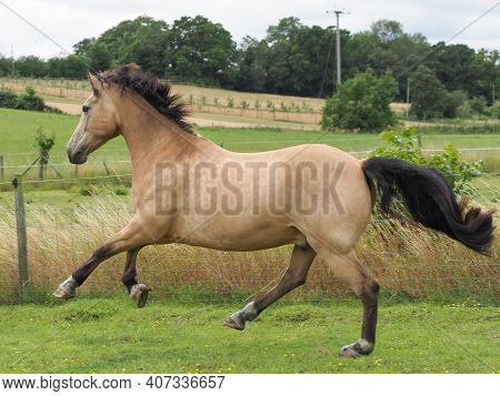 A Pretty Dun Horse Plays At Liberty In A Paddock.