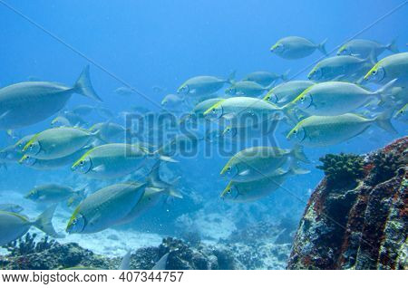 School Of Tropical Fish Whitespotted Rabbitfish (siganus Sutor)