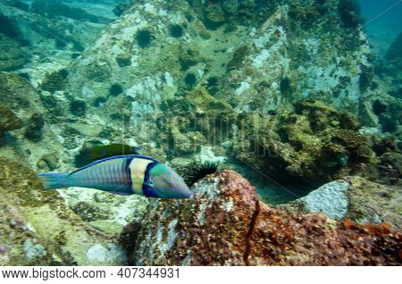 Underwater Sea Life, Tropical Fish. Pastel Ring Wrasse (hologymnosus Doliatus)