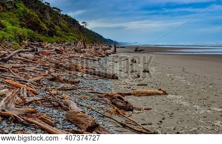Trunks Of Fallen Trees At Low Tide On The Pacific Ocean In Olympic, National Park, Washington