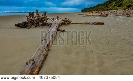 Trunks Of Fallen Trees At Low Tide On The Pacific Ocean In Olympic, National Park, Washington