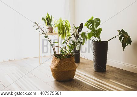 Zamioculcas Plant In The Wiker Basket Pot
