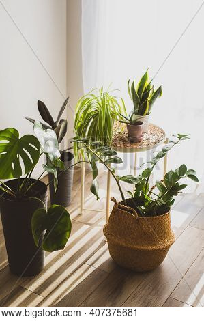 Houseplant In Pots As A Part Of Scandinavian Design