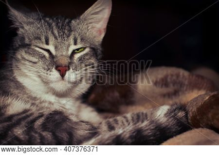 Cat Dozing With Half-closed Eyes. The Pet Falls Asleep On The Blanket. Gray Cat Is Sleeping, But Lis