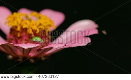 Selective Focus Macro Image Of A Tiny Speckled Brush Cricket Siting On A Pink Petal Of A Flower