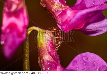 Small Ginger Ant On The Bright Purple Petals Of The Vetchling Plant. Fabulous View Of Nature Close-u