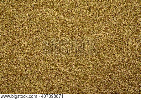 Sweet Clover (melilot). A Melliferous Aromatic Medicinal Plant. Seed Background