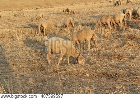 Sheep Grazing In The Fields Of Andalusia
