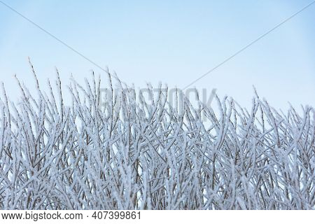 Branches Of Shrubs And Trees Covered With Frost Due To Severe Frost And Acrtic Invasion
