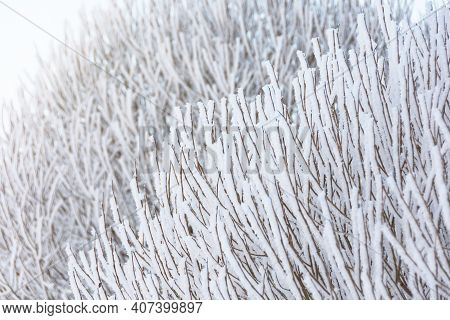 Branches Of Shrubs And Trees Covered With Frost Due To Severe Frost And Acrtic Invasion