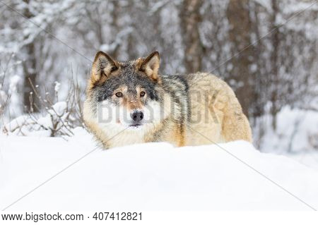 Beautiful Wolf Standing In The Snow In Beautiful Winter Forest