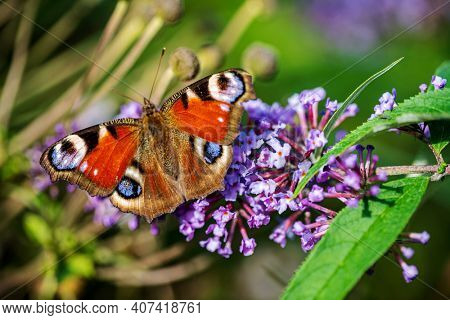 butterfly on the blue Buddleja davidii