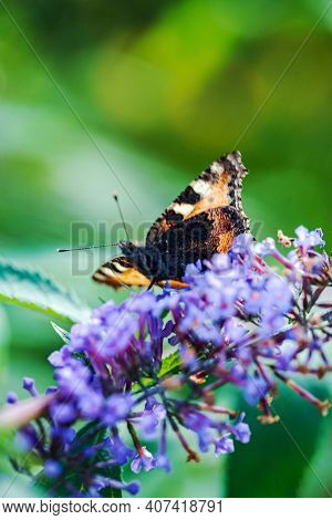 butterfly on the blue Buddleja davidii