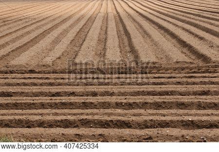 Farm Field Ploughed For Potatoes Looking Down The Furrows With Some At Right Angles In The Foregroun