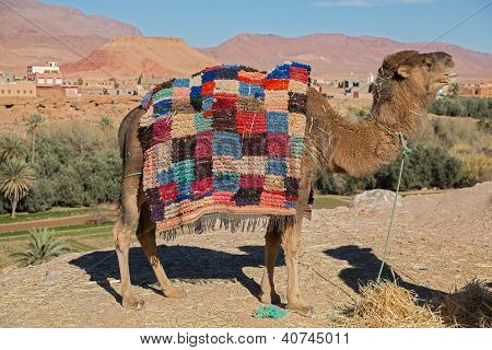 Kamel i Afrika