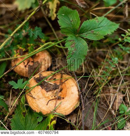Edible Mushrooms Wolly Milkcap Grow In The Forest. Soft Focus