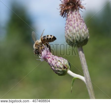 Pollination Of The Plants. A Bee Takes Honey From A Thistle