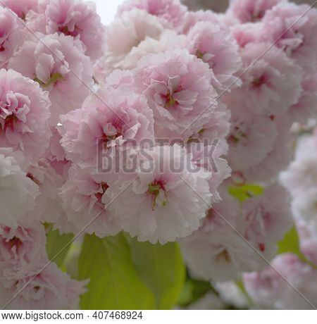 Showy And Bright Prunus Kanzan Japanese Flowering Cherry Double Layer Flowers Close-up. Sakura Bloss
