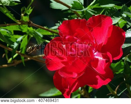 The Wasp Flies To The Red Rose Flower