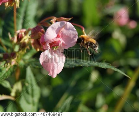 A Bumblebee Flies Up To A Pink Flower