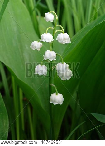 White Lily Of The Valley Flowers On A Green Background