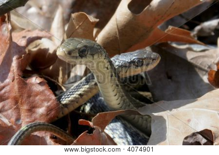 Proužkovaná Snakes (Thamnophis Sirtalis)