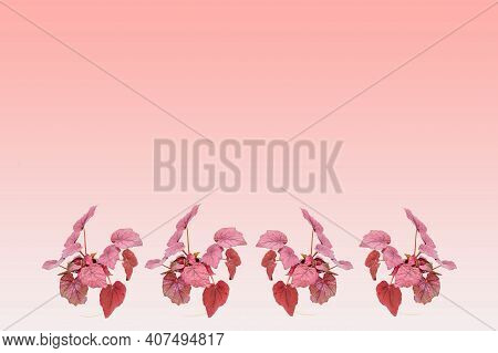 House Plant , Begonia Rex Red Robin ,red Leaves Plant Or Bright Ruby Red Leaves Which Have A Dark Al