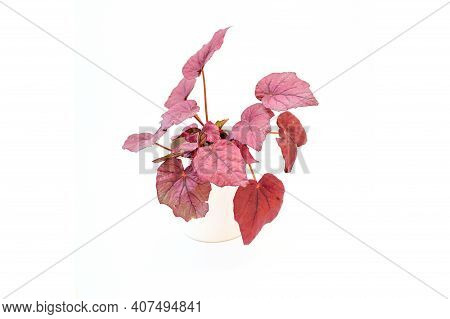 House Plant , Begonia Rex Red Robin ,red Leaves Plant Or Bright Ruby Red Leaves Which Have A Dark Al