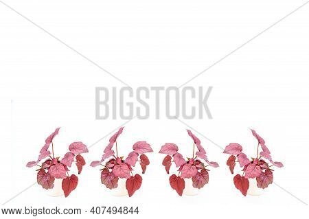 House Plant , Begonia Rex Red Robin ,red Leaves Plant Or Bright Ruby Red Leaves Which Have A Dark Al