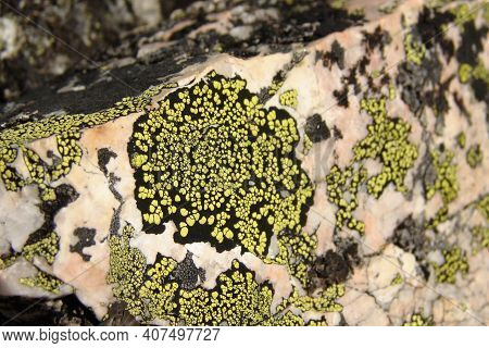 A Circle Of Black-green Lichen On A Stone