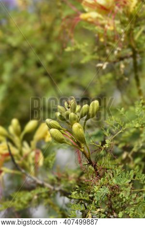 Bird Of Paradise Yellow Flower Buds - Latin Name - Caesalpinia Gilliesi (erythrostemon Gilliesii)