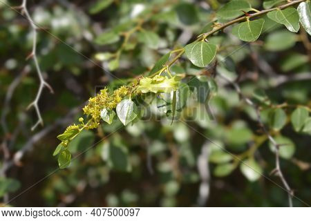 Christs Thorn Branch With Flowers And Fruit - Latin Name - Paliurus Spina-christi
