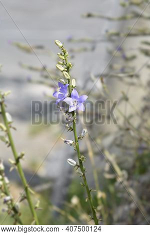 Chimney Bellflower - Latin Name - Campanula Pyramidalis