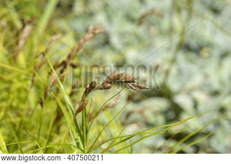 Palm Sedge - Latin Name - Carex Muskingumensis
