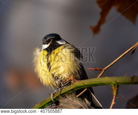 The Great Tit Parus Major Is A Passerine Bird In The Tit Family Paridae