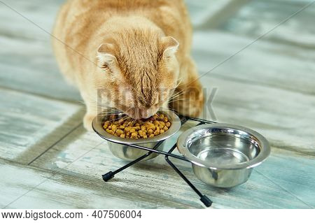 Adorable Cat Eating Dry Crunch Food In Metal Bowl Near Indoors At Home