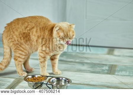 Adorable Cat Near Metal Bowl Of Dry Crunch Food Indoors At Home.