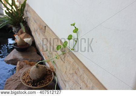 Stephania Erecta, Small Potted Plants For Indoor Decoration.