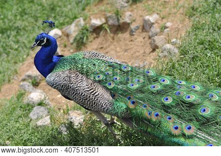 Peafowl Walks On The Green Grass. Beautiful Peacock