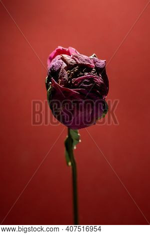 Dried Flower Peony Like A Rose Over Deep Red Background. Close Up