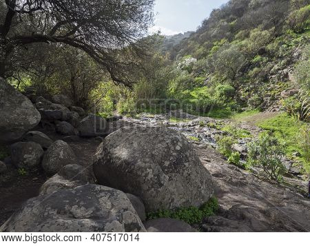 Footpath Through Lush Landscape Of Barranco De Los Cernicalos Along Small Water Stream. Gran Canaria