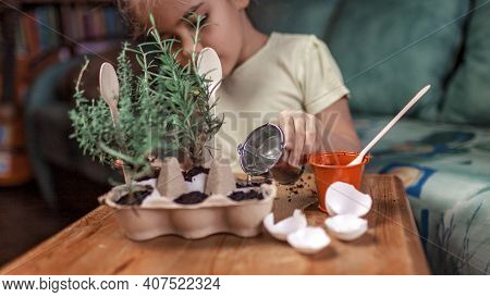 Pretty Schoolgirl Growing Kitchen Herbs In The Eggshell, Rosmary And Thyme, Zero Waste Gardening Con