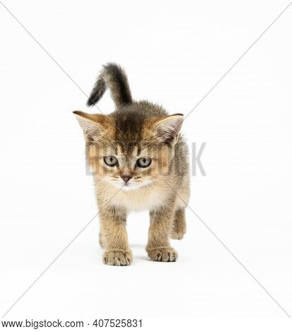 Kitten Golden Ticked Scottish Chinchilla Straigh. Cat Walks On A White Background